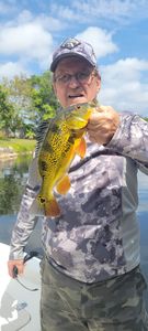 Caught this vibrant Peacock Bass in Fl!