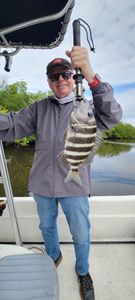 Reel Thrills for Sheepshead in Bonita Springs!