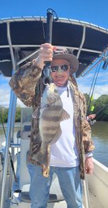 Angler with a black drum fish in Bonita Springs