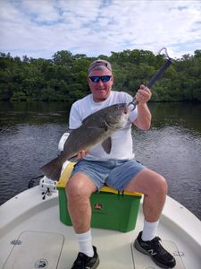 Angler catching a black drum fish in Bonita Springs