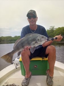 Caught a 23-inch black drum fish while fishing in FL