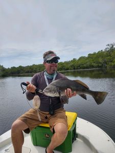 Angler with a large black drum fish in Bonita Springs