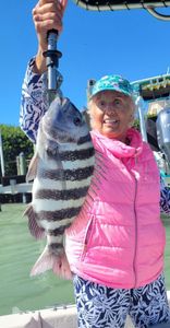 Sheepshead fish caught by angler in Bonita Springs
