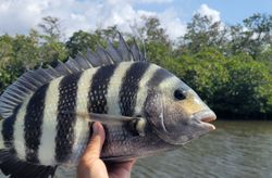 Sheepshead fish caught in Bonita Springs