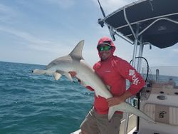 Dusky Smooth-Hound fish caught by a person