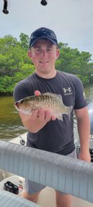 Grey Snapper caught while fishing in Bonita Springs