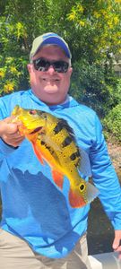 Peacock bass caught fishing in FL