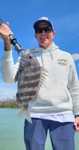 Sheepshead fish caught in Bonita Springs