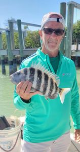 Sheepshead fish caught fishing in FL