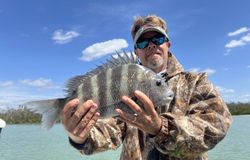Sheepshead fish caught while fishing in FL