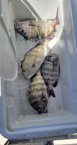 Four sheepshead fish caught while fishing in FL