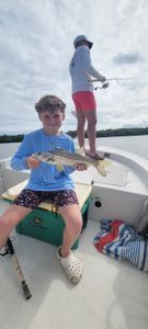 Snook fish caught in FL
