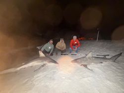 Two sandbar and blacktip sharks caught during fishing in Destin