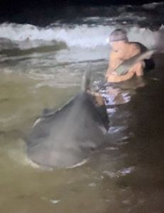 A single Atlantic Sharpnose Shark, an 18-inch catch, in Destin