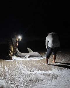 Majestic Atlantic Sharpnose Shark in Destin