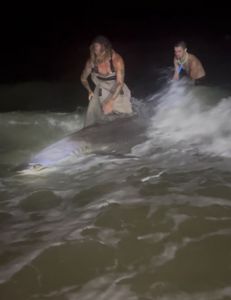 Catch of the day: Majestic Atlantic Sharpnose Shark, reeled in from the waters of Destin