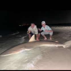 One Atlantic Sharpnose Shark caught in Destin