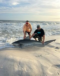 Photograph of a large Atlantic Sharpnose Shark caught near Destin