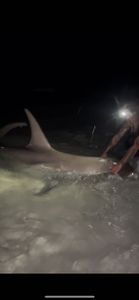 Atlantic Sharpnose Shark caught in Destin