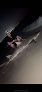 An Atlantic Sharpnose Shark, a 53-inch big fish, caught while fishing in Destin.