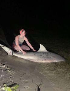 Massive Atlantic Sharpnose Shark caught while fishing in Destin