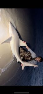 Atlantic Sharpnose Shark caught while fishing in Destin