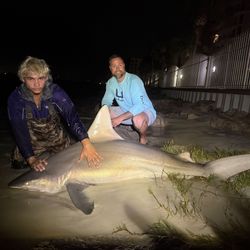 Anglers caught an Atlantic Sharpnose Shark while fishing in FL