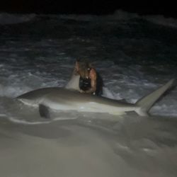 Photograph of an Atlantic Sharpnose Shark in FL
