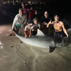 Exciting catch of a 129-inch Atlantic Sharpnose Shark in FL