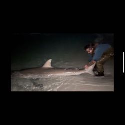 A stunning Atlantic Sharpnose Shark caught fishing in FL.