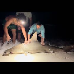 Photograph of an Atlantic Sharpnose Shark caught while fishing in FL