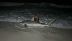 A single Atlantic Sharpnose Shark in the waters of Florida