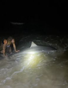Photograph of an Atlantic Sharpnose Shark fishing in FL