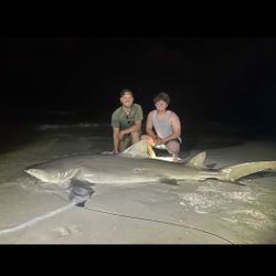 Another huge lemon shark tonight