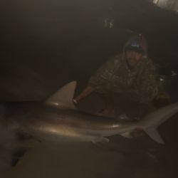 Blacktip shark caught while fishing in FL
