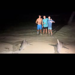 Two blacktip sharks and bonnethead sharks caught while fishing in Destin