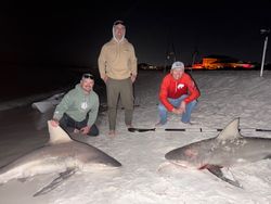 Two blacktip sharks and bull sharks in the waters of FL