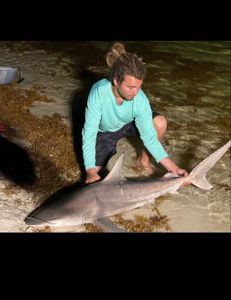 Blacktip shark caught while fishing in Destin