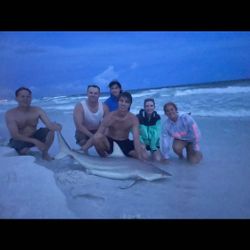 Blacktip Shark caught in Destin, Florida