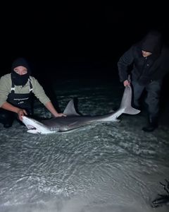 Blacktip Shark, 33-inch big fish caught while fishing in Destin