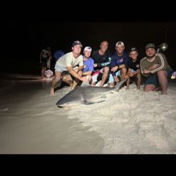 Blacktip shark caught while fishing in Destin