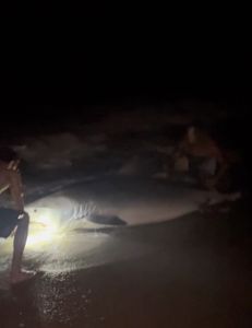 Blacktip shark caught while fishing in Destin