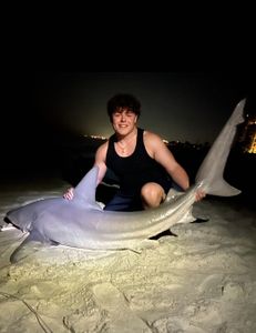 Blacktip shark in the water at Destin