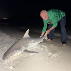 Blacktip shark caught while fishing in Destin
