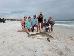 Blacktip shark catch on beach in Destin FL with fishing group