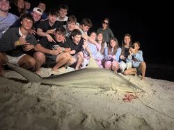 Large blacktip shark caught during fishing trip in Destin FL with group celebration on beach