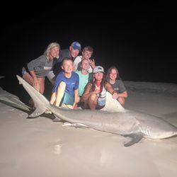 Blacktip Shark, 77 inches, fishing in Destin