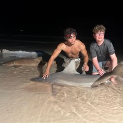 Blacktip shark fishing in FL