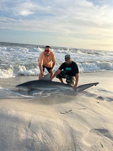 Blacktip Shark, 47-inch fishing in FL