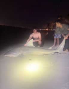 Blacktip shark caught while fishing in FL